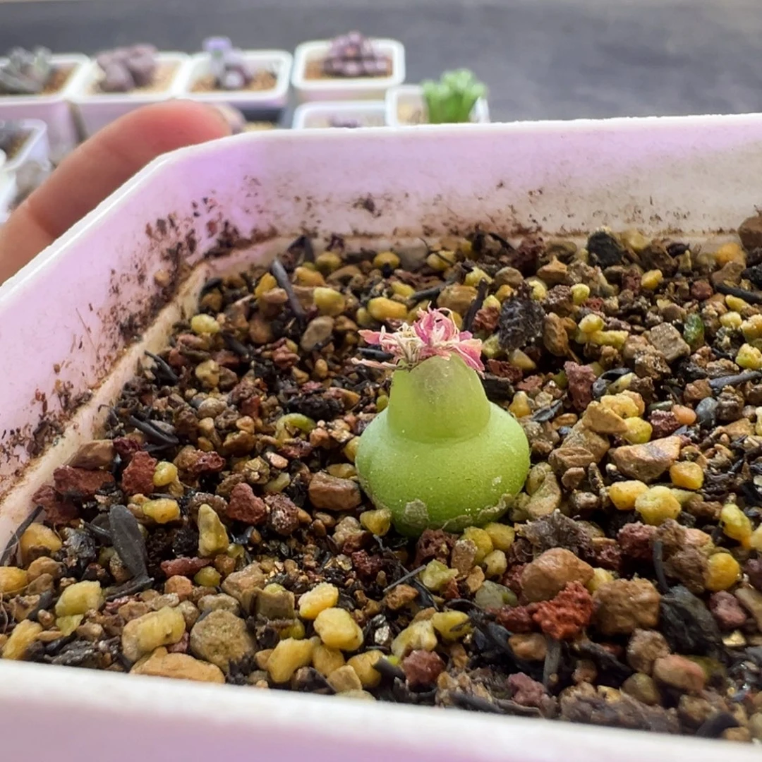 优选大葫芦母本 肉锥植物