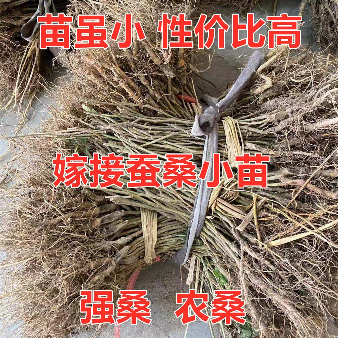 嫁接养蚕桑树强桑 1 号农桑 14 号特大桑叶养蚕专用桑苗批发