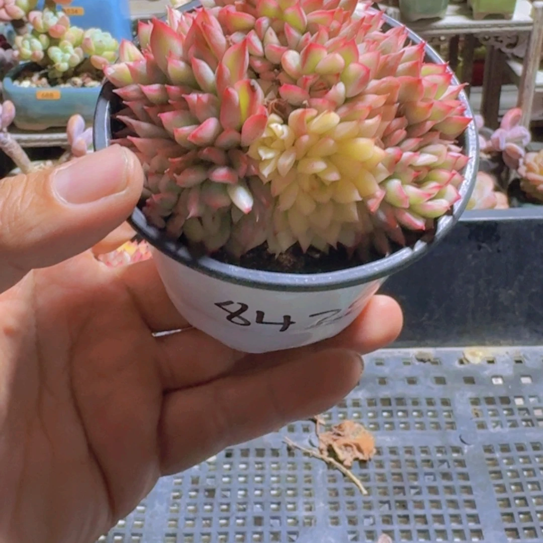简***美一物一拍编号8428