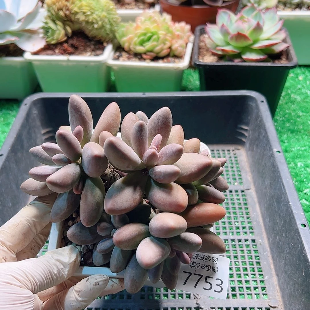 无花朵多肉一物一拍7753