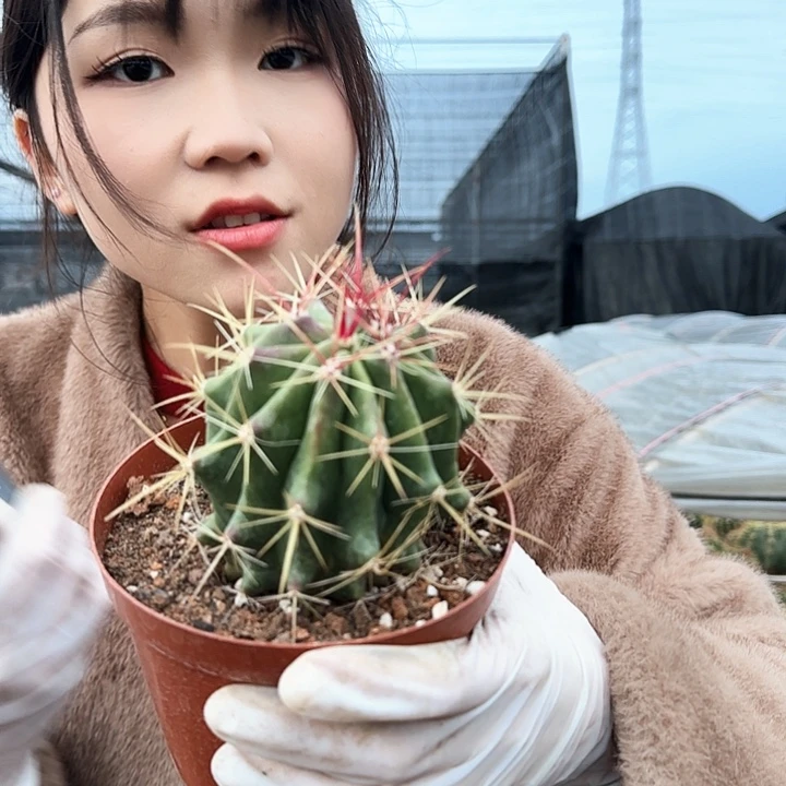 红虎6-7cm1111111