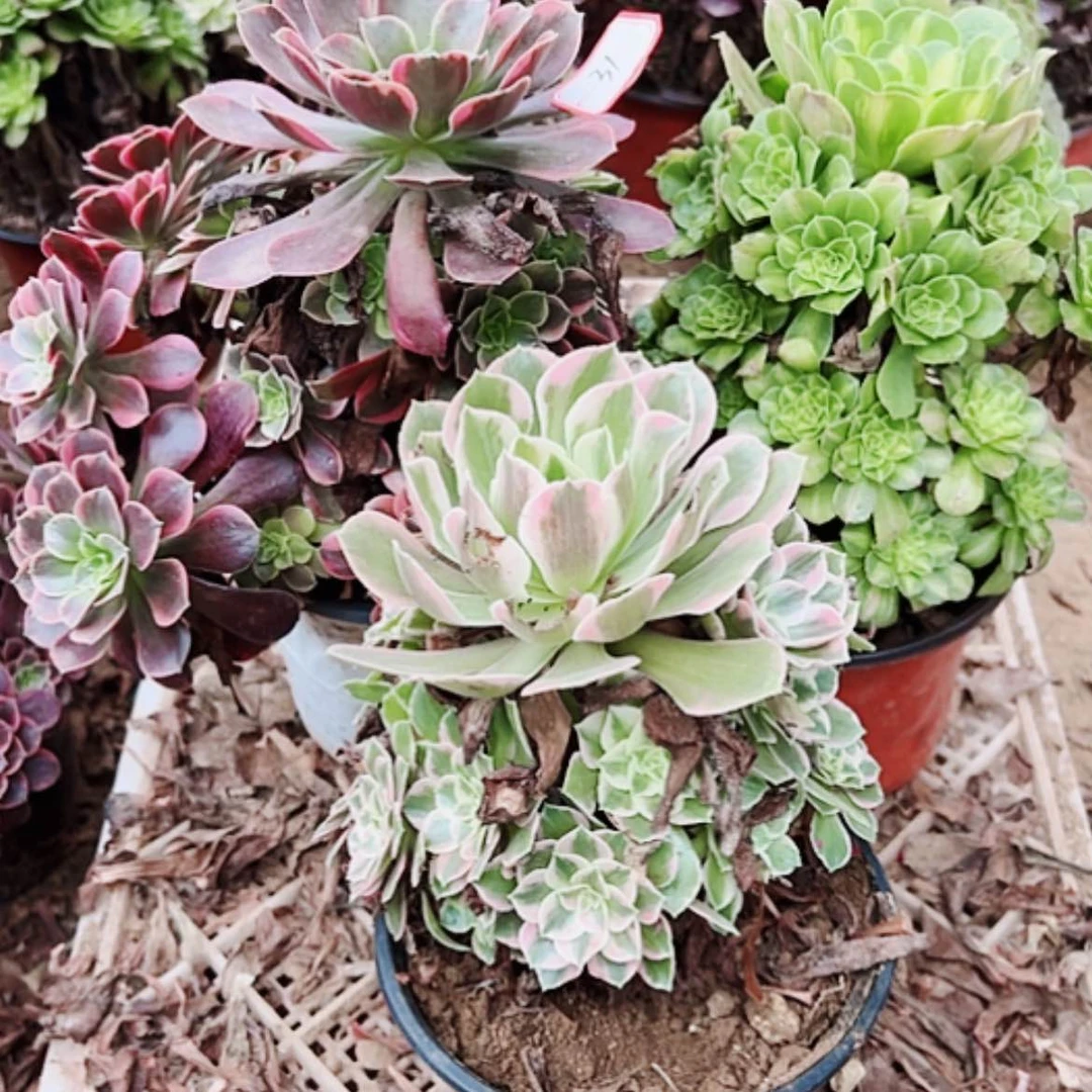 【闪购商品】无花朵心*吧31号套餐3颗多肉植物