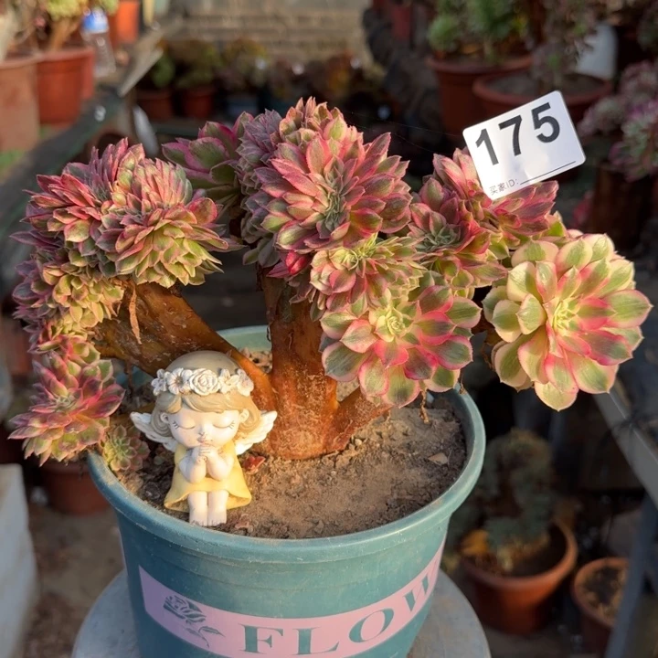 倾城法师锦缀化175