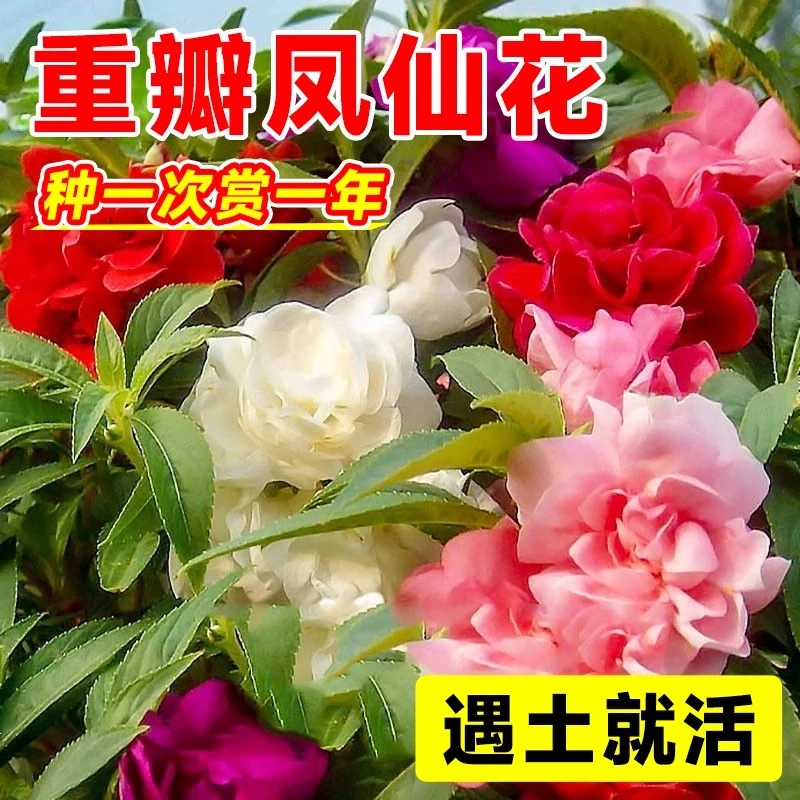 【新疆包邮】重瓣凤仙花种子四季播种开花阳台盆栽指甲花种籽孑