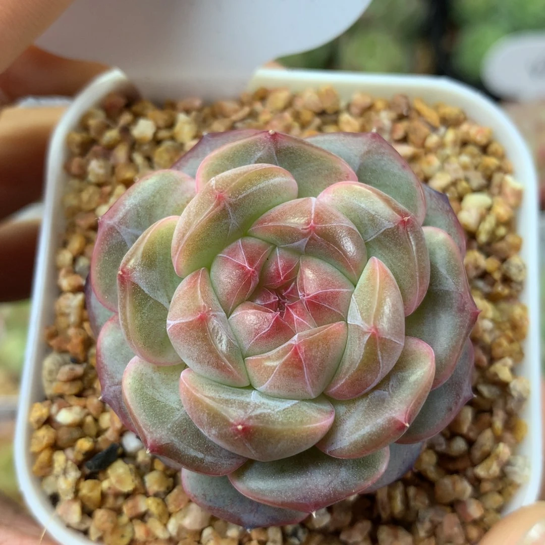 梦岚珍妮单头3111