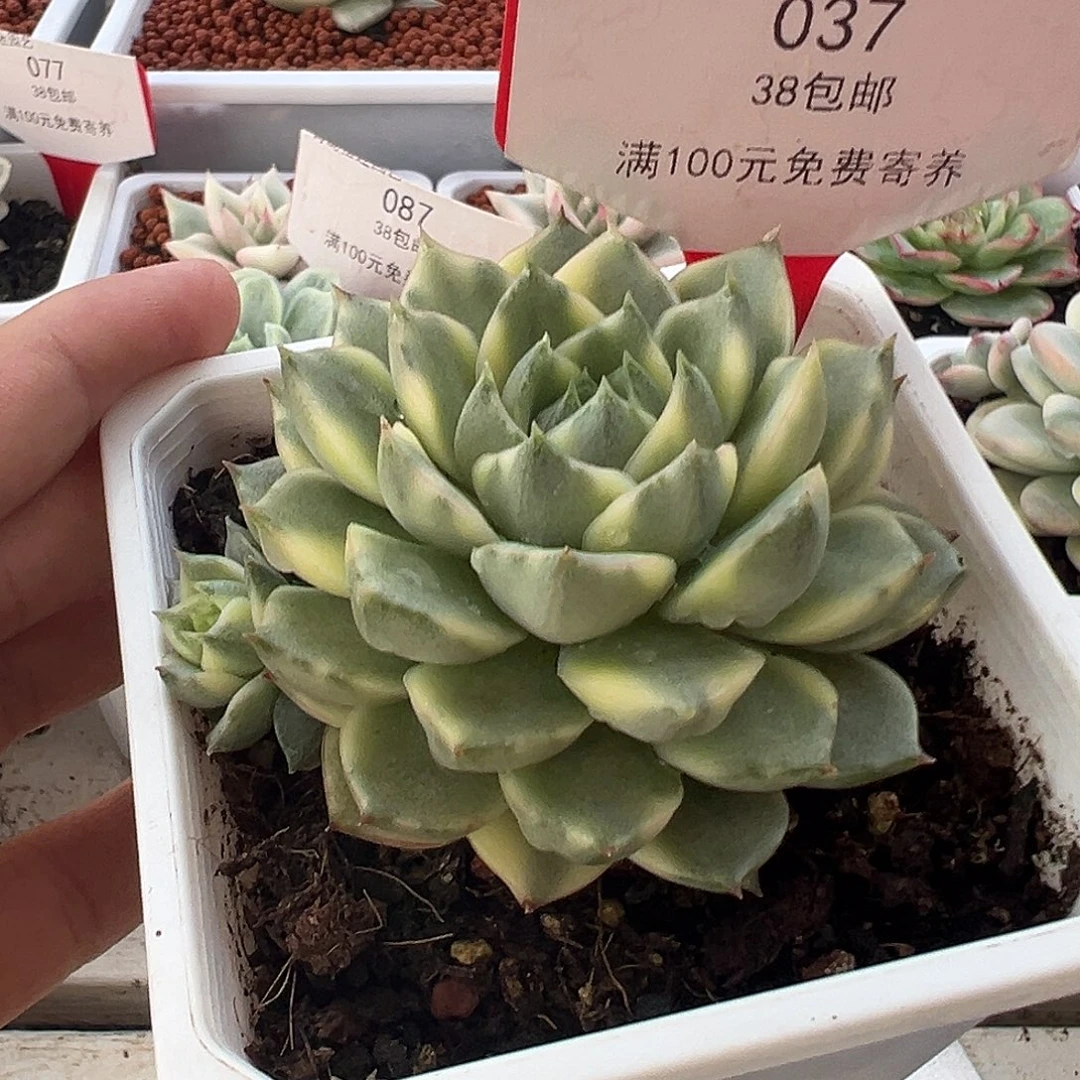 37号法比奥拉锦多肉植物