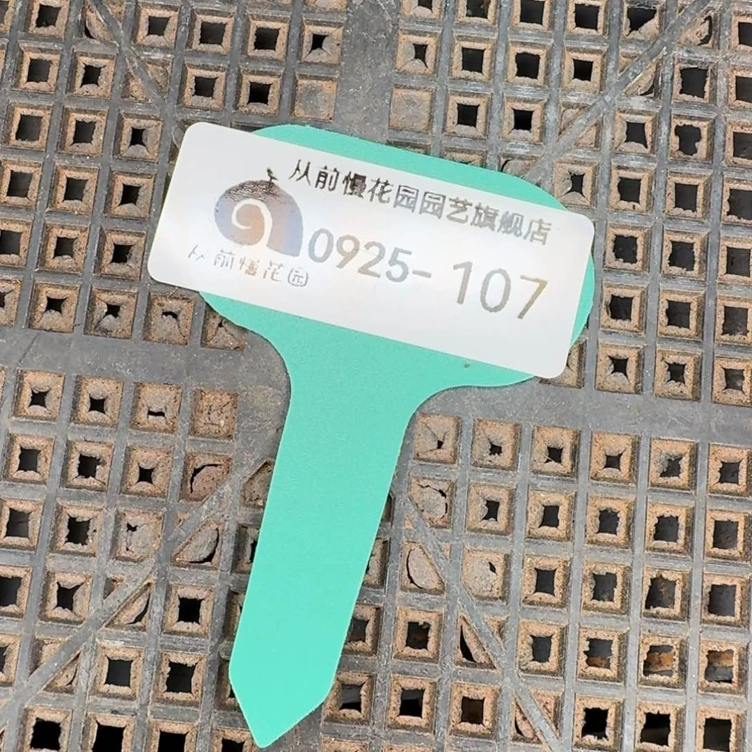 从前慢多肉精选编号0925.107
