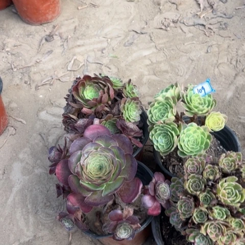109多肉植物组合，