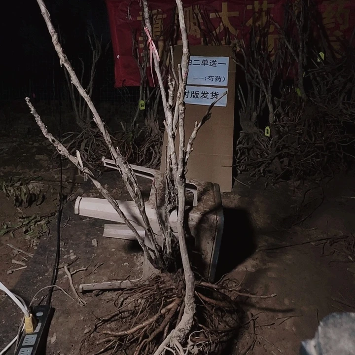 当前无花栽培后可以开花爱丽丝