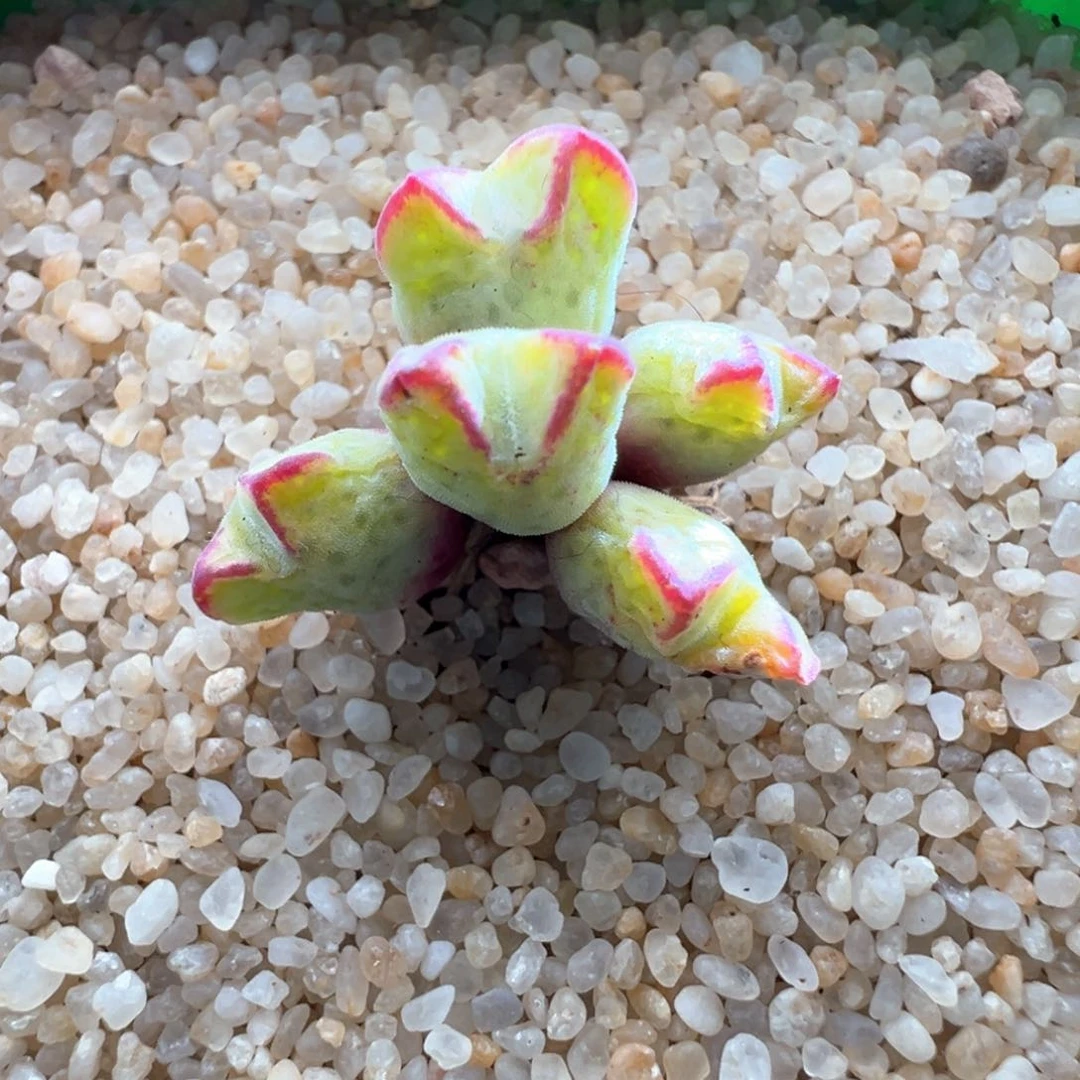 313优选园艺985猪蹄七头