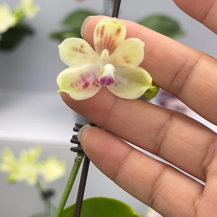 大部分花苞少量开放2.8寸杯 爪哇交铁爪 灵动彩蝶 香