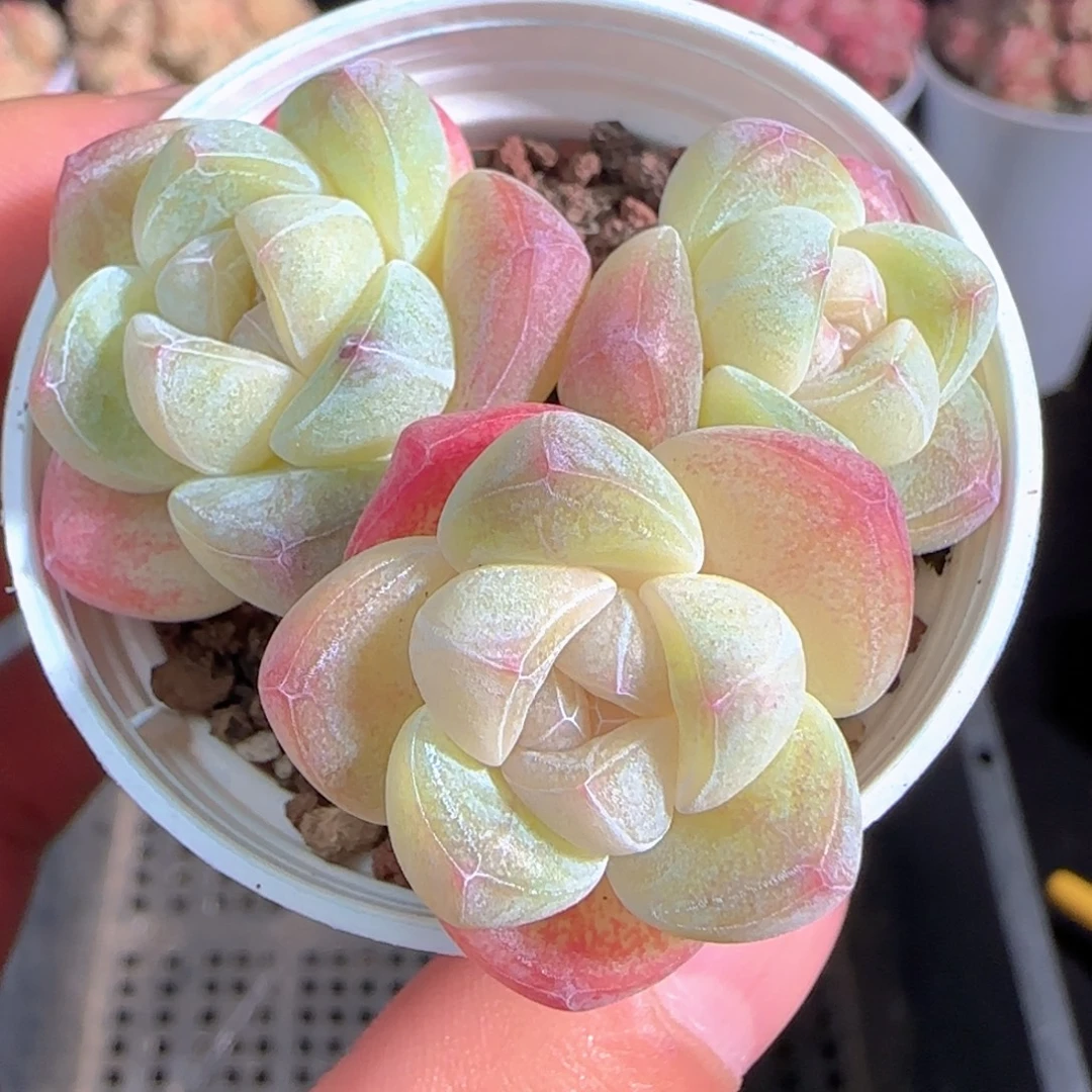 多肉1227-44冰玉三头