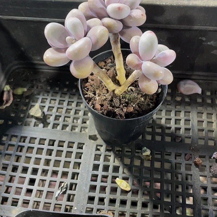 三头老桩桃蛋带哦土