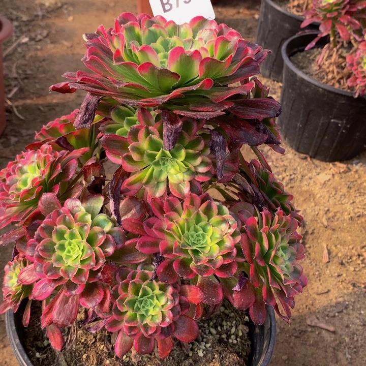 全部花朵756天合