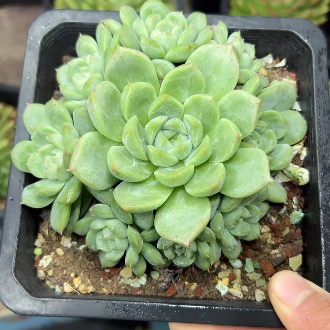 多肉植物一物一拍034