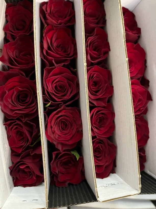 高原红玫瑰潼关基地直采18支➕2支防损