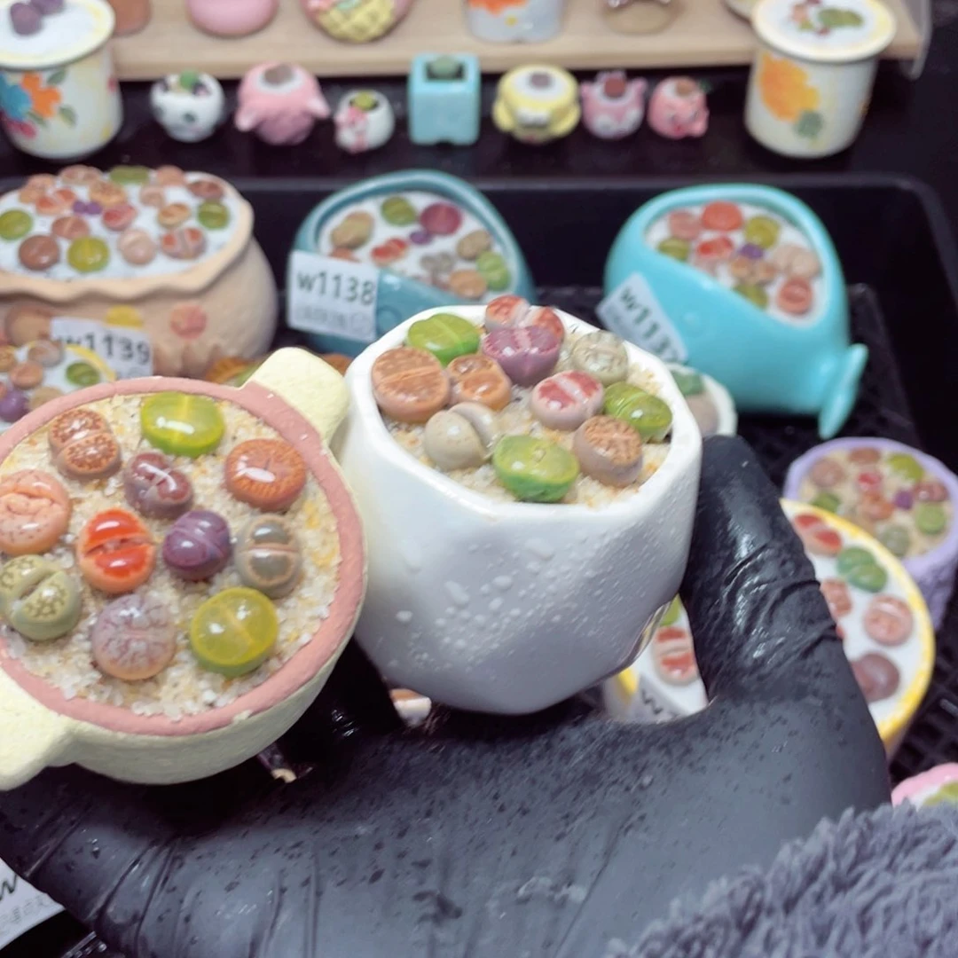 w1151--带盆土发货，零下地区拍保温箱