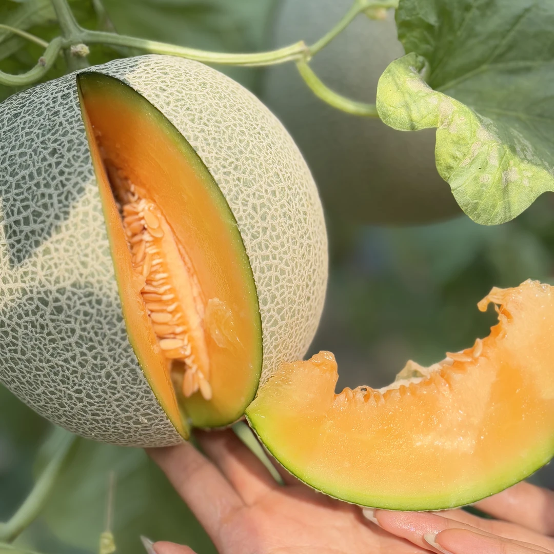 【新品种】北海道夕张网纹瓜优替宁夏产区桔肉网纹瓜糯香顺滑流蜜汁