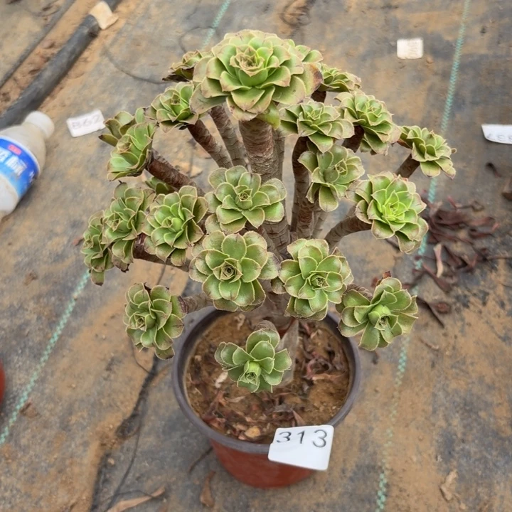 绿法师多肉植物不包损313