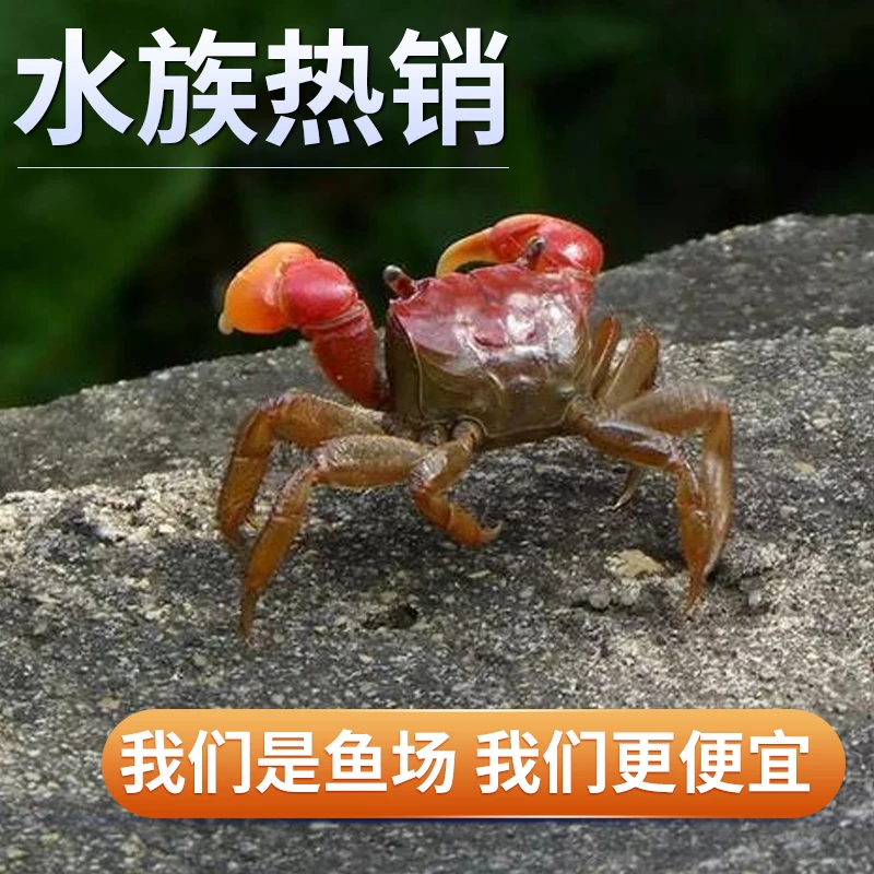 相守蟹招潮蟹相手蟹水族陆缸活体宠物淡水观赏螃蟹