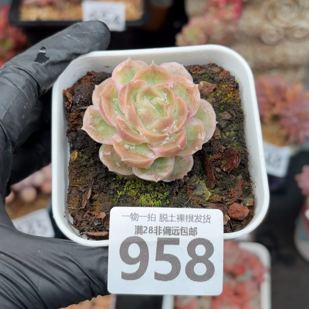 虾饺单头无盆土发货