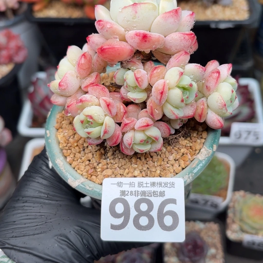 香草多肉无盆土发货