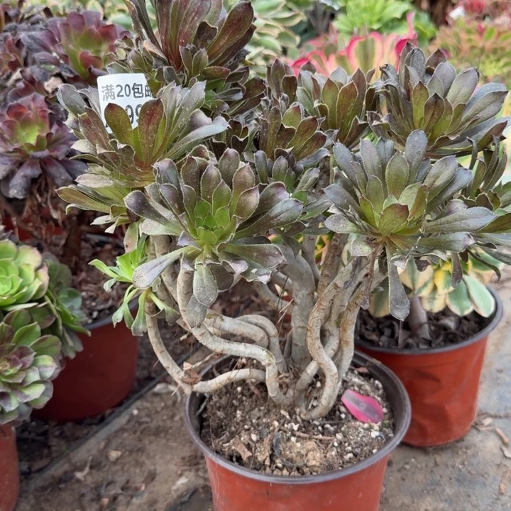 满20包邮，990灰豆