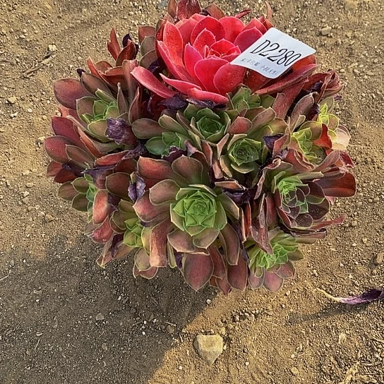 2280韶华多肉阴阳