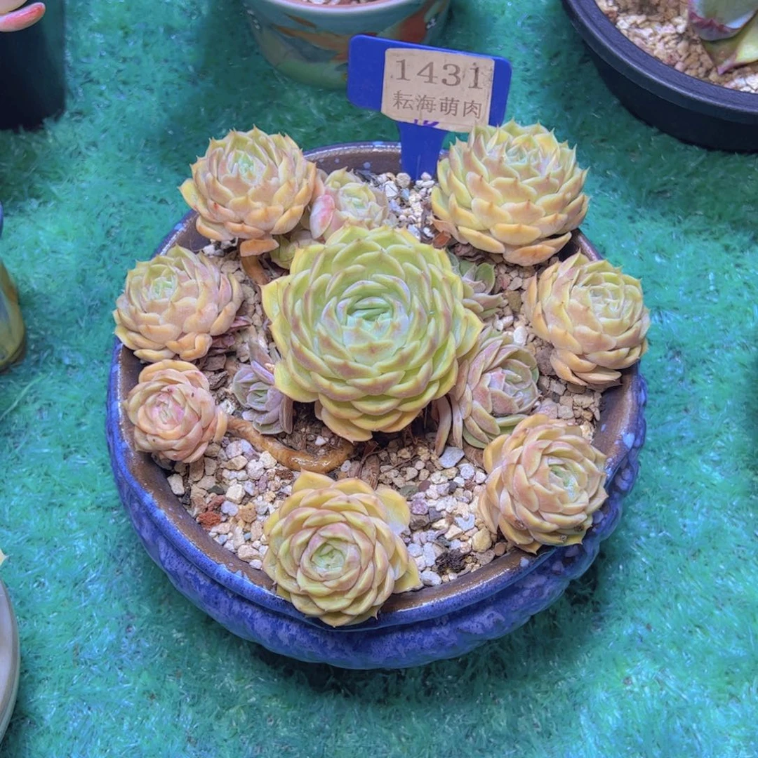 沿***~昂斯诺1431多肉植物