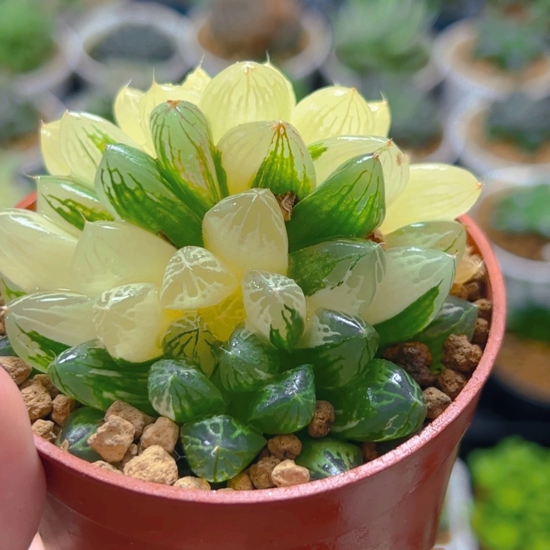 放***闻双头苏州玉露锦多肉多肉