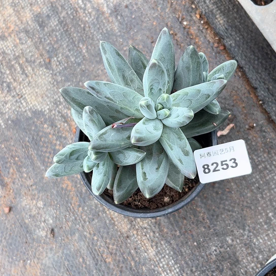 阿雅园艺。    7253