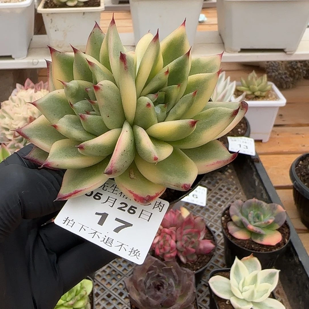 0525-17韩乌锦双心