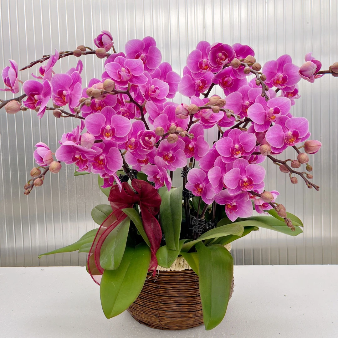 蝴蝶兰《紫霞仙子》花期巨长好养耐养带花基地直发 送礼乔迁