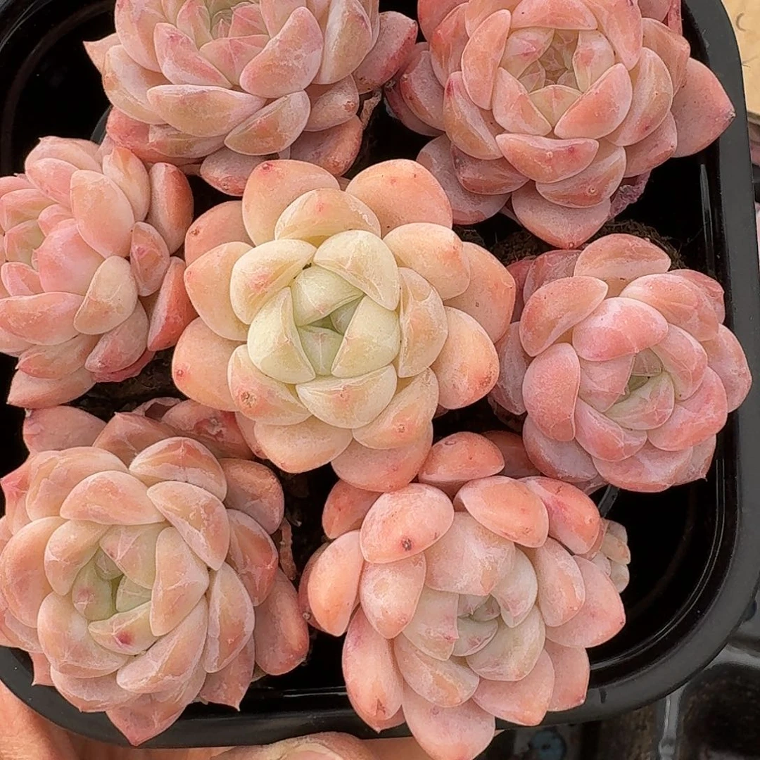 杂交新品珍妮多肉707