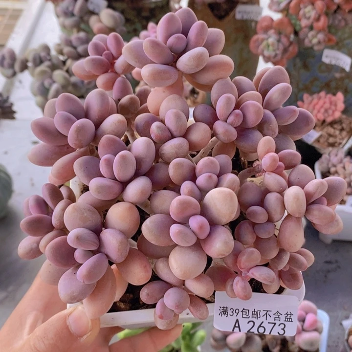 糖果桃蛋老桩14cm2673多肉植物