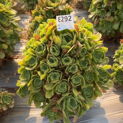 多肉植物绿羊绒二九二