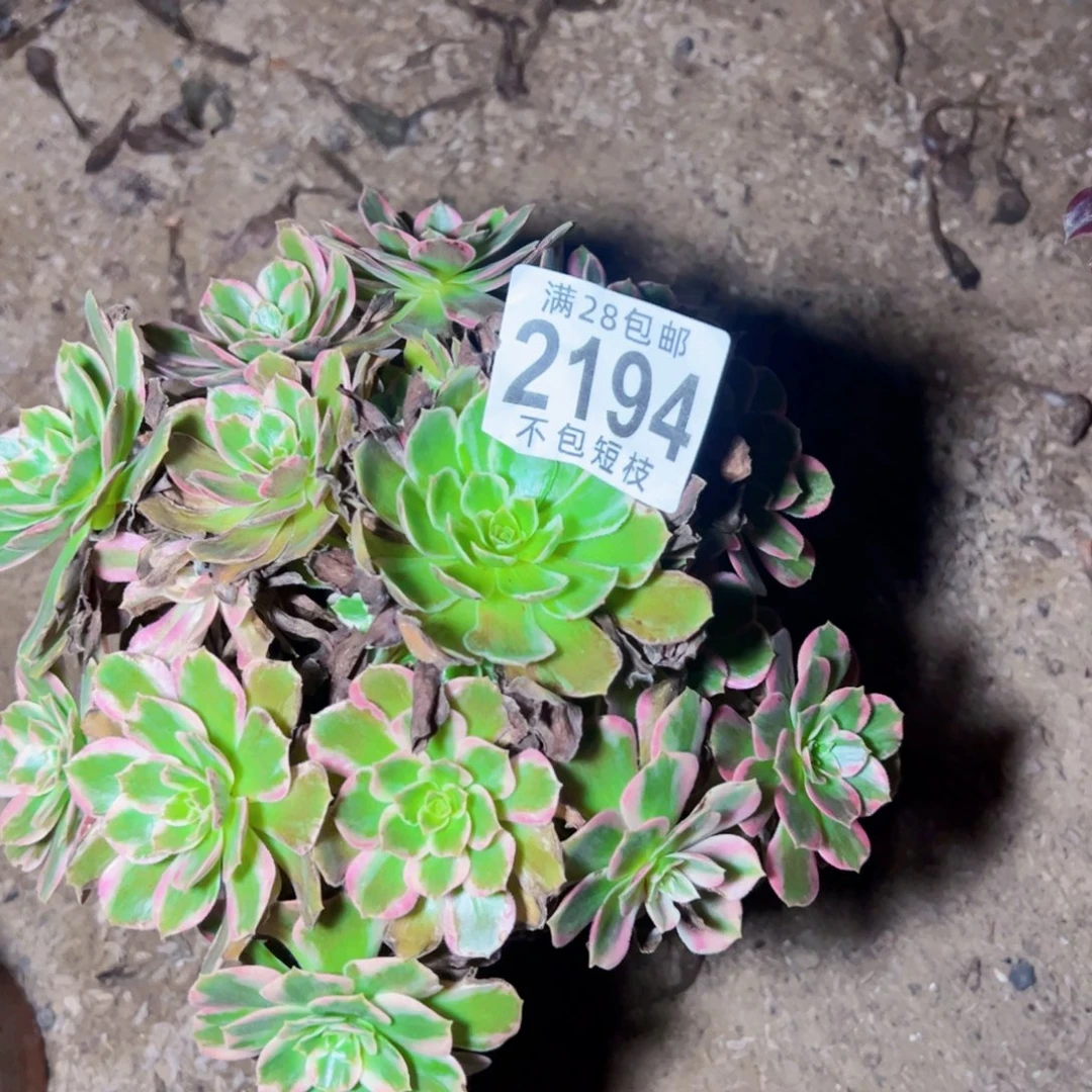 安娜多肉植物法师2194