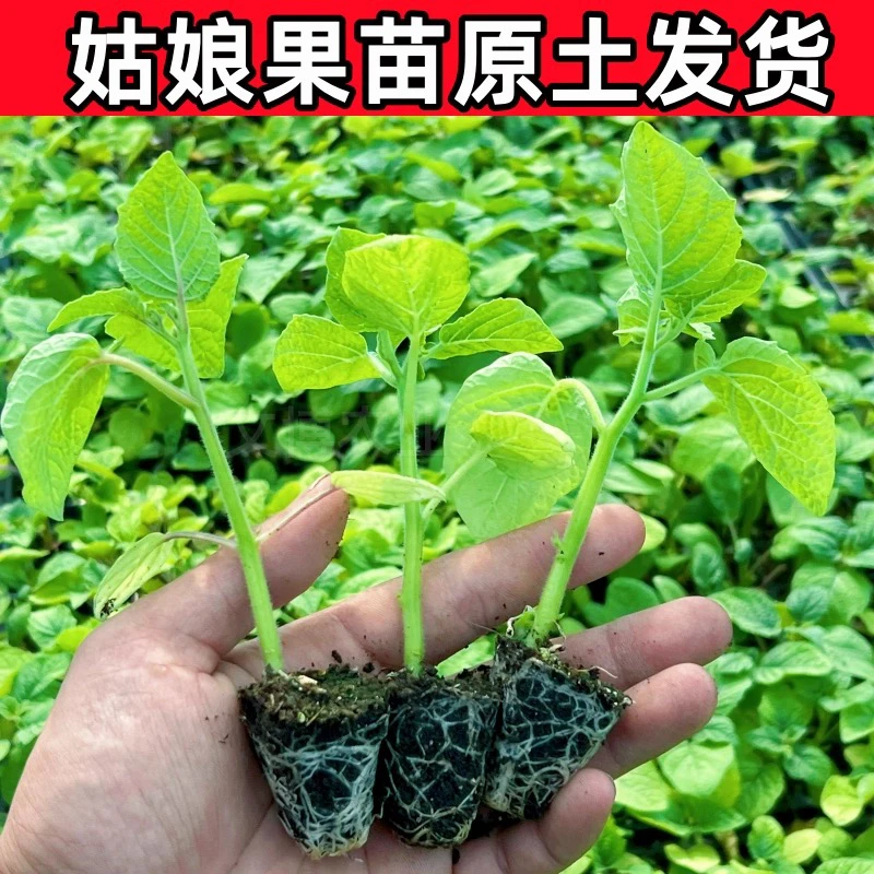 【寿光基地】直播专享各种优质姑娘果秧苗黄姑娘紫姑娘果现货直发