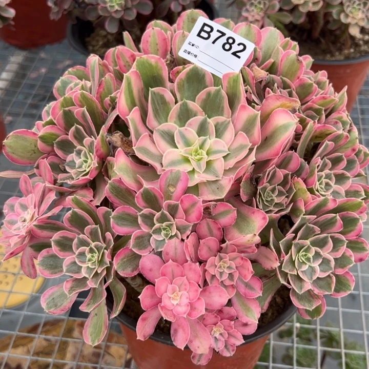 782男神28厘米左右