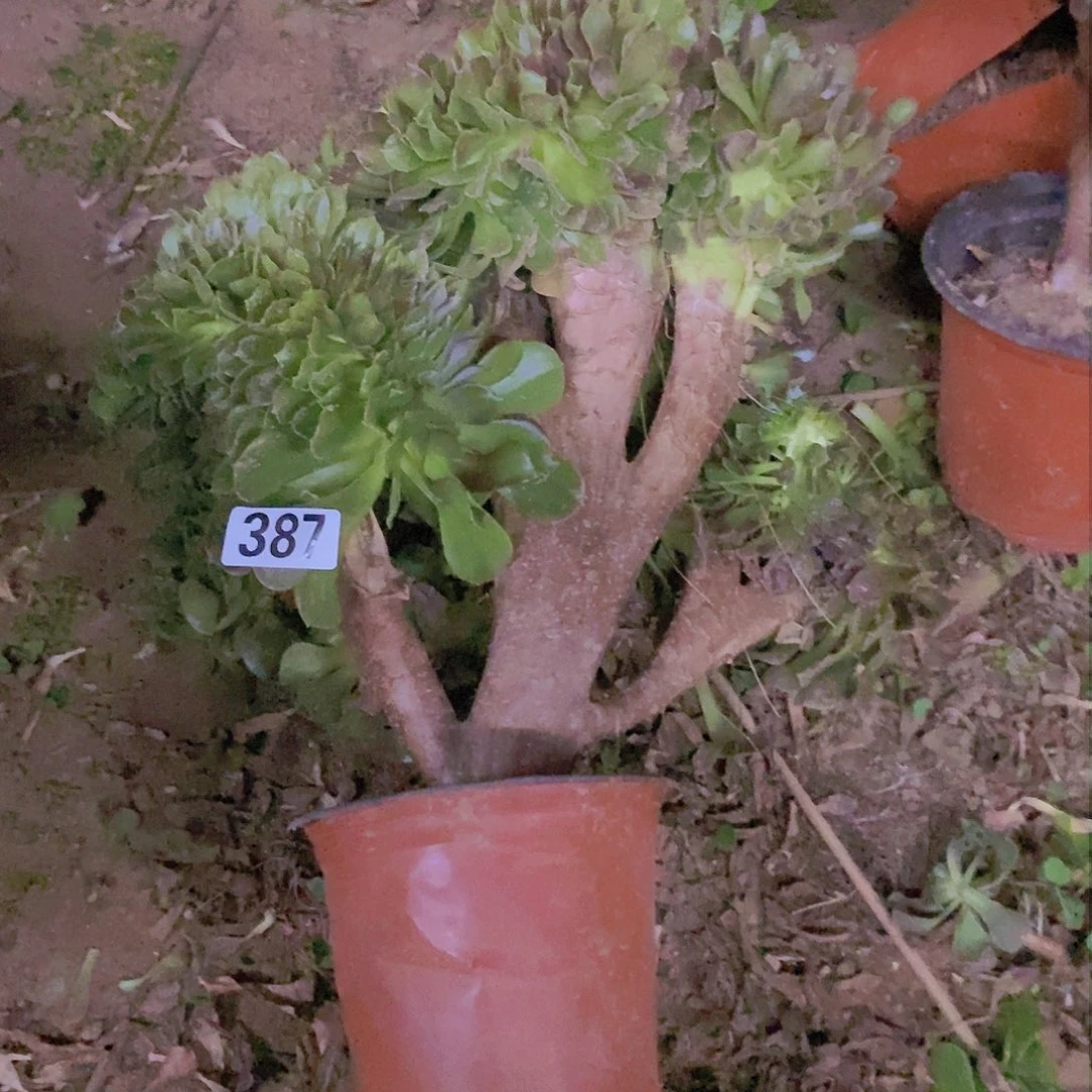 387玫瑰法师缀老板子法师缀老