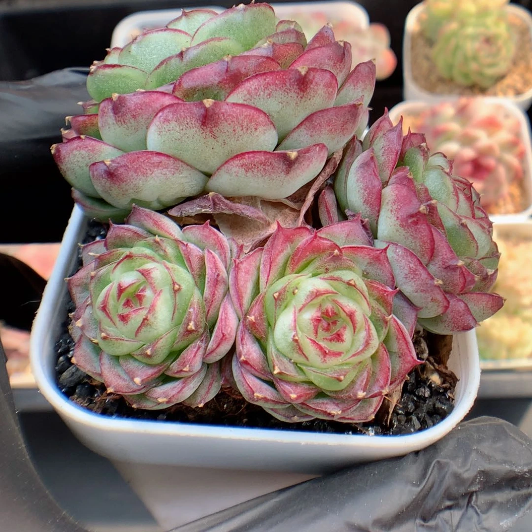 多肉植物。 女王不包整22