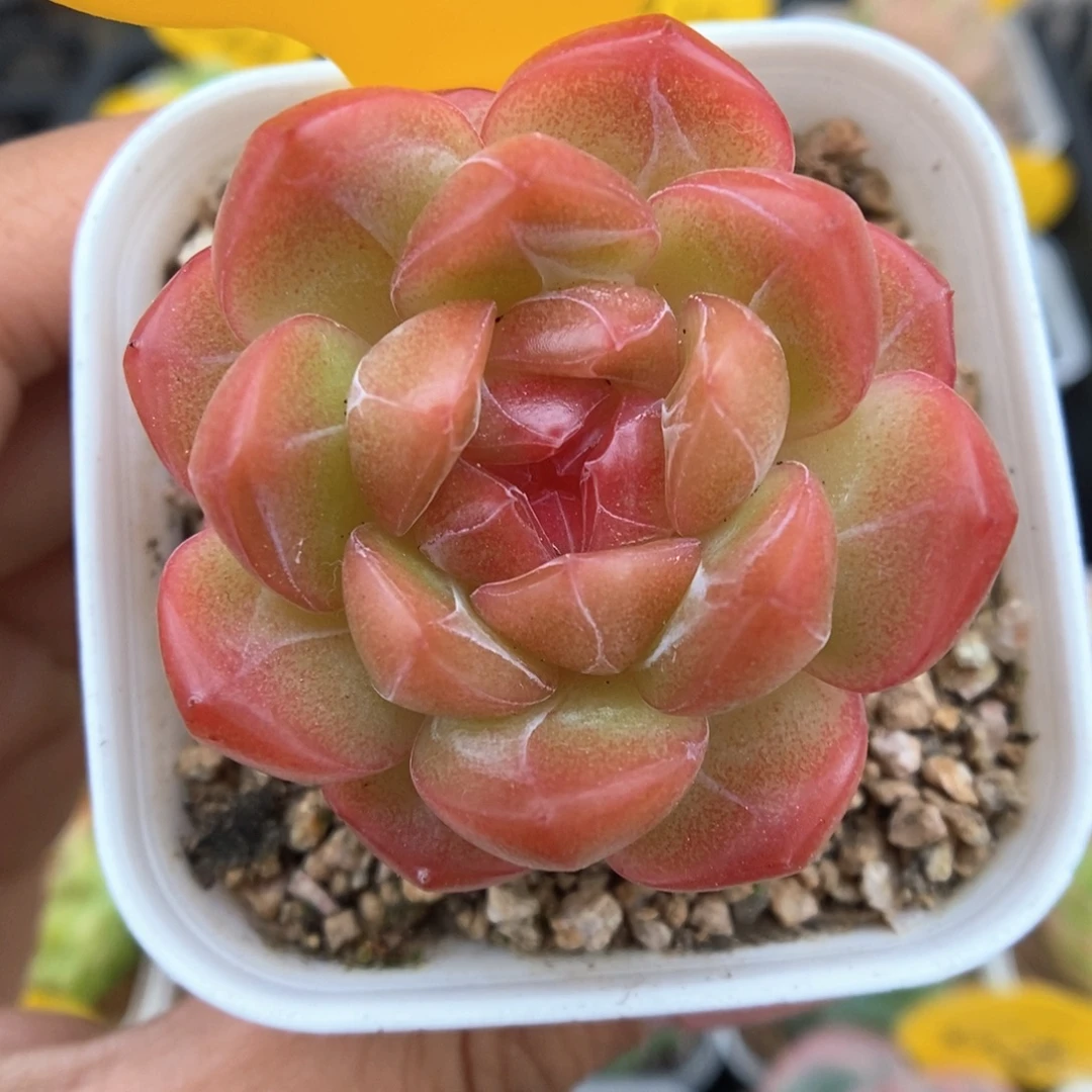 琴心可拍3496号。