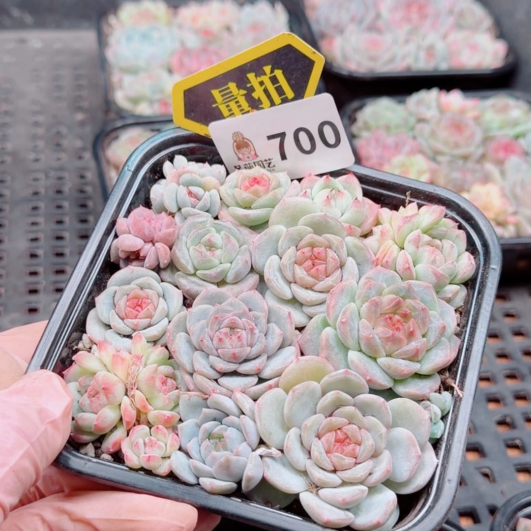 多肉植物多肉植物