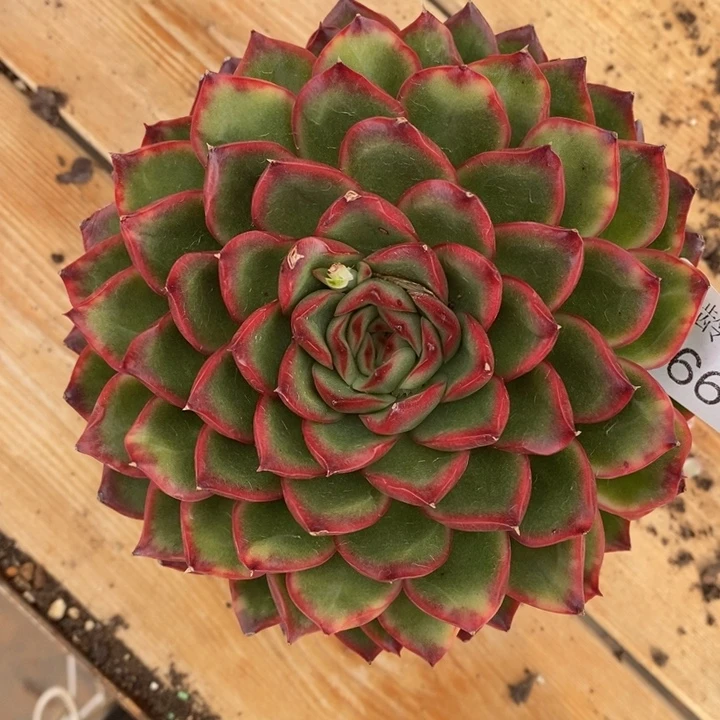 醉***星8665杂交老桩，11厘米