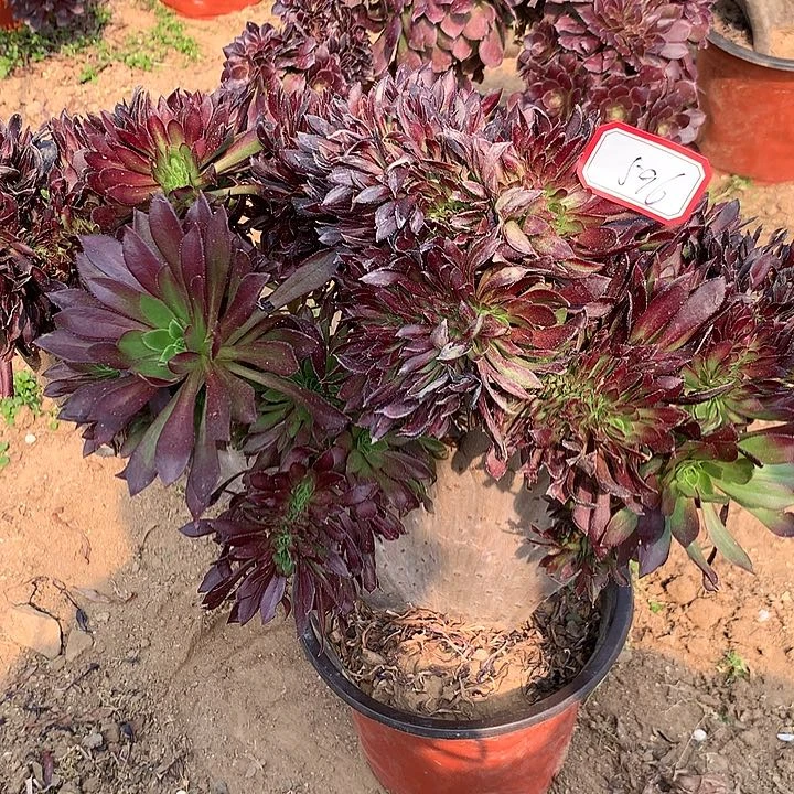 黑缀多肉植物596