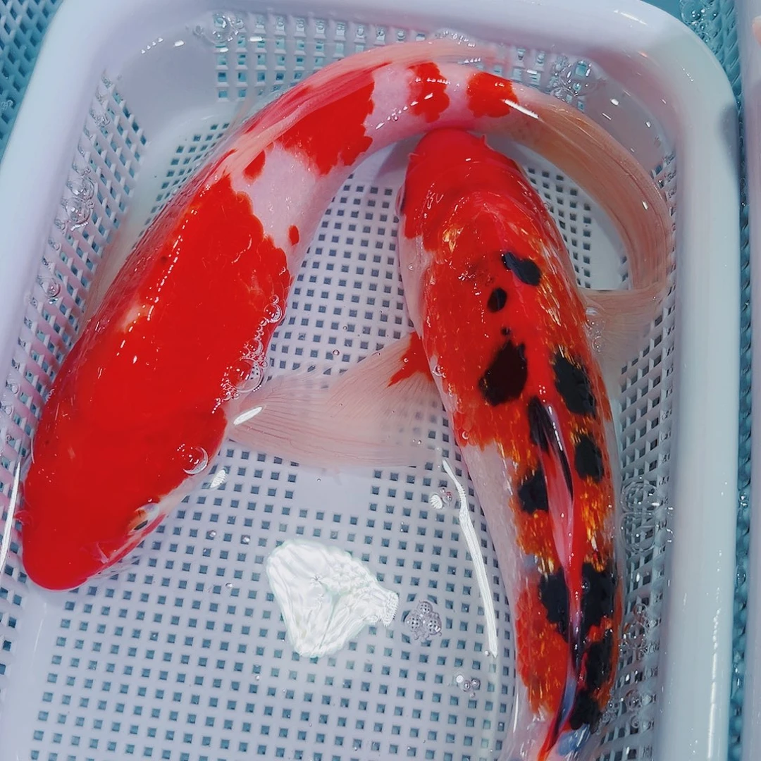 锦鲤锦鲤冷水鱼观赏132