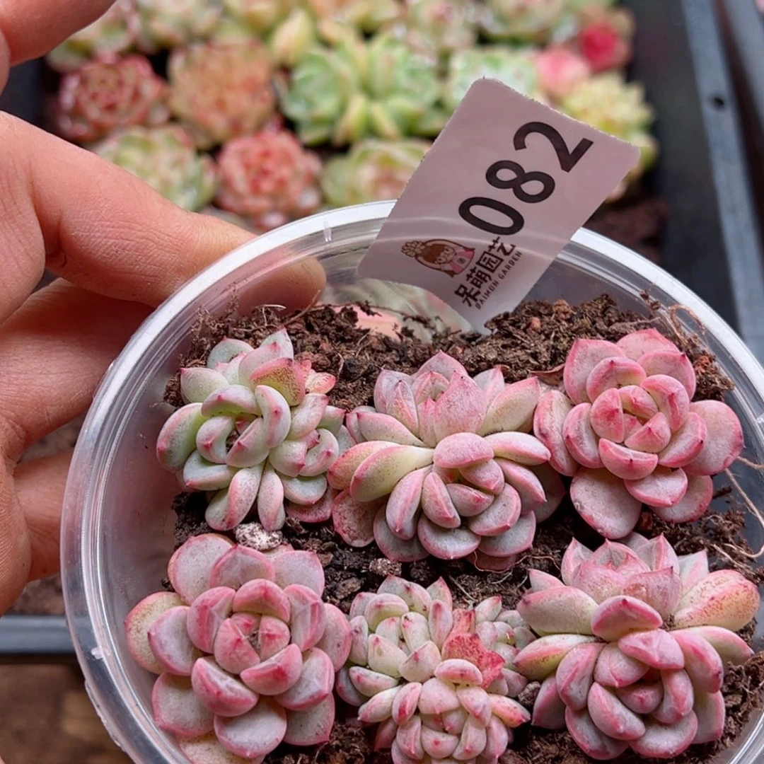 多肉植物多肉植物