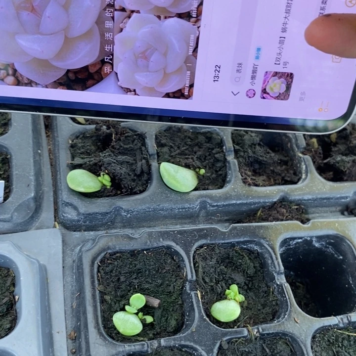 表妹芽苗一个多肉