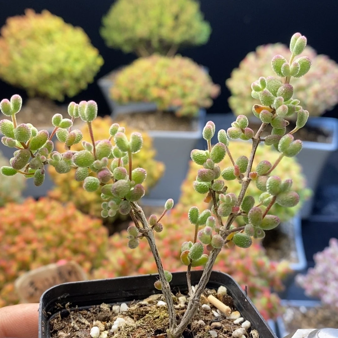 741虎斑锦。