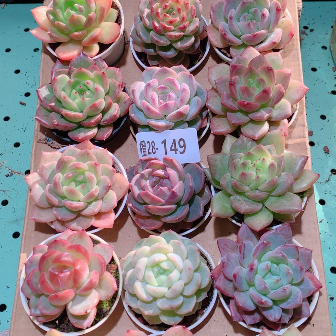 28-149一物一拍多肉带盆18颗